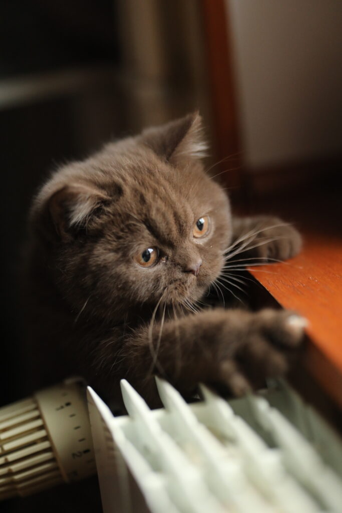 Brienne, British Shorthair chocolat – élevage Sendosan