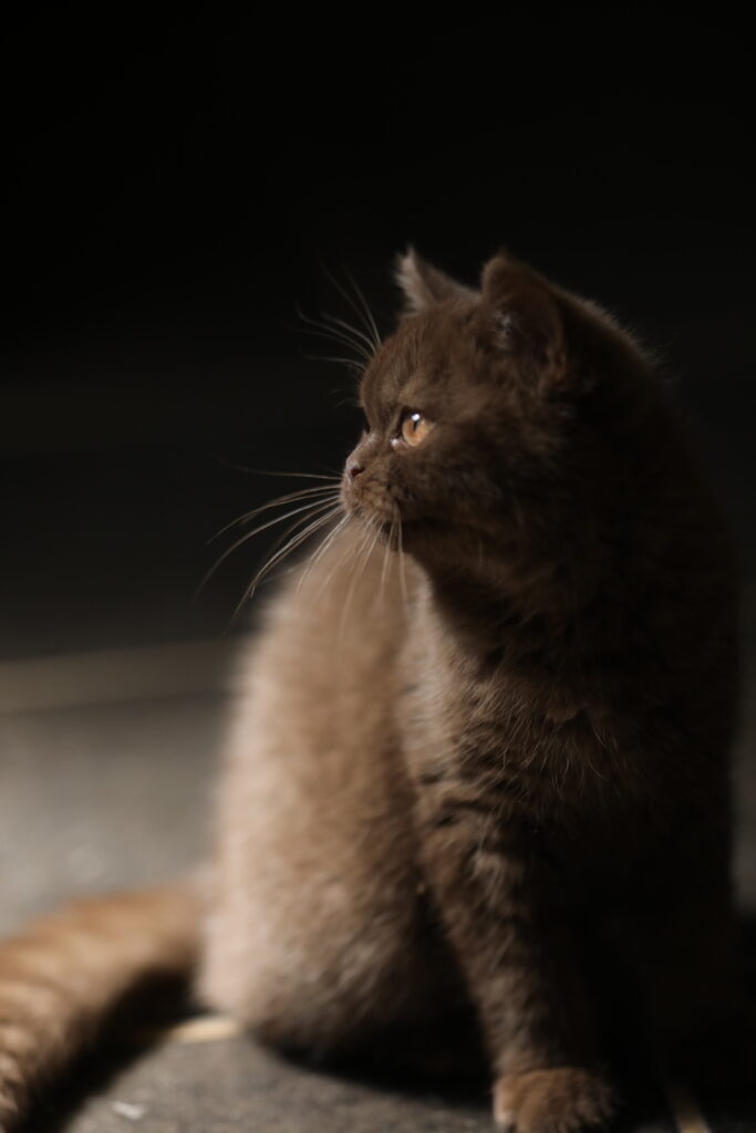 Brienne, British Shorthair chocolat – élevage Sendosan