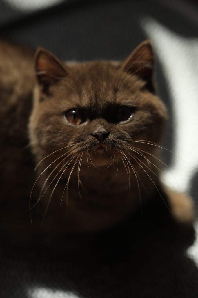 Brienne, British Shorthair chocolat – élevage Sendosan
