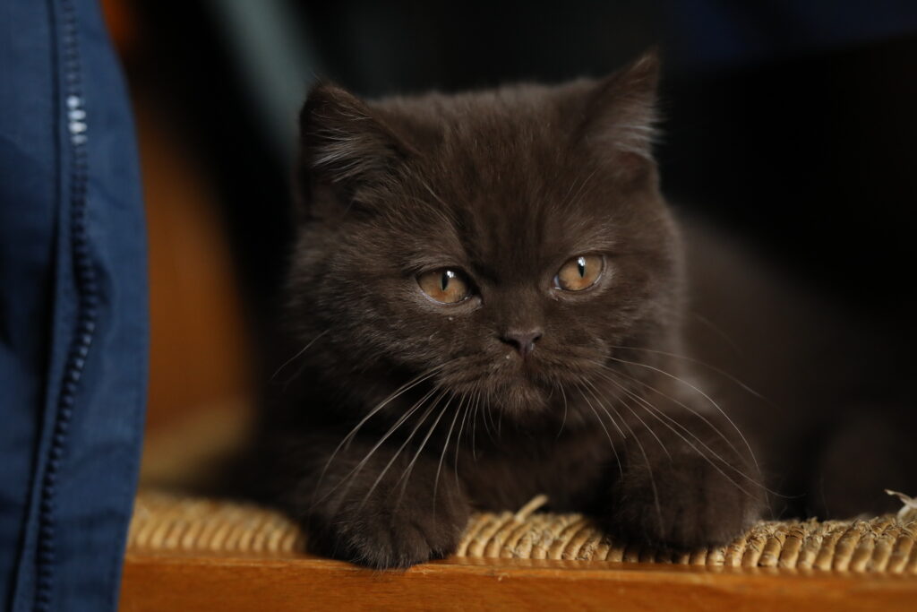 Brienne, British Shorthair chocolat – élevage Sendosan