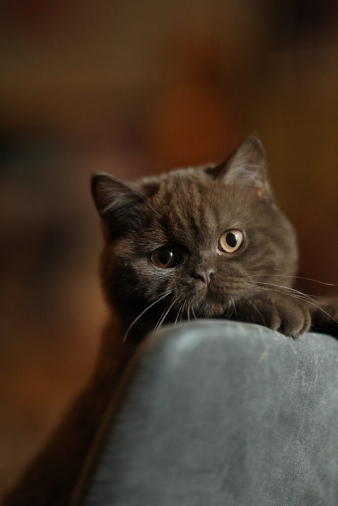Brienne, British Shorthair chocolat – élevage Sendosan