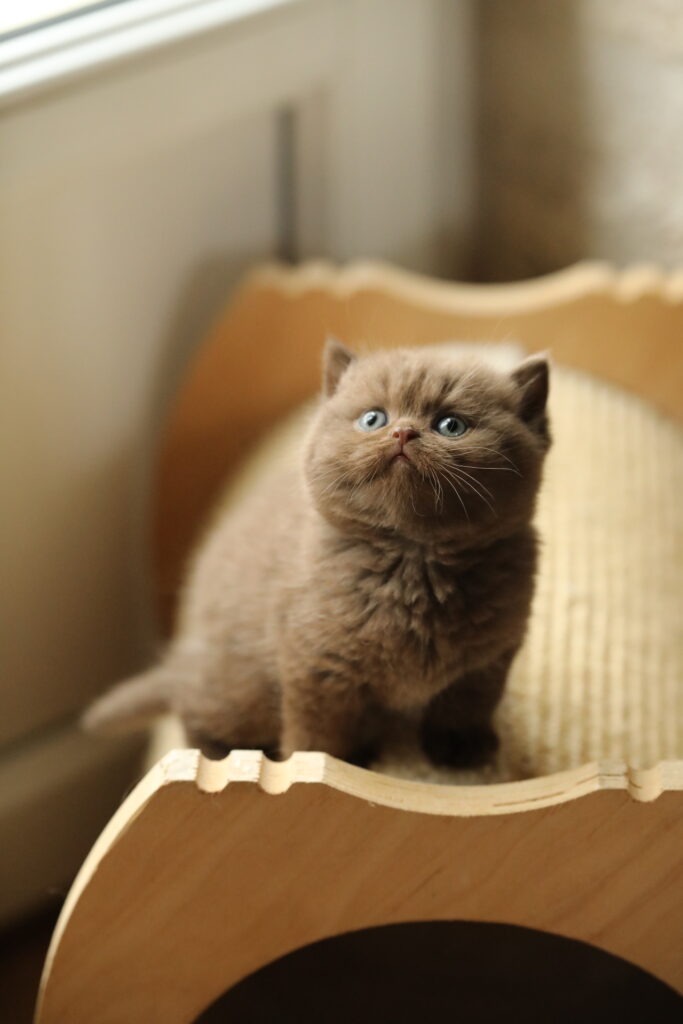 Brienne, British Shorthair chocolat – élevage Sendosan