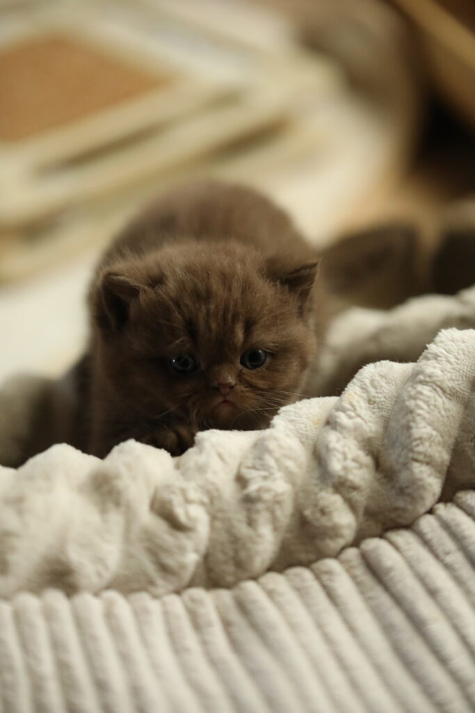 Brienne, British Shorthair chocolat – élevage Sendosan