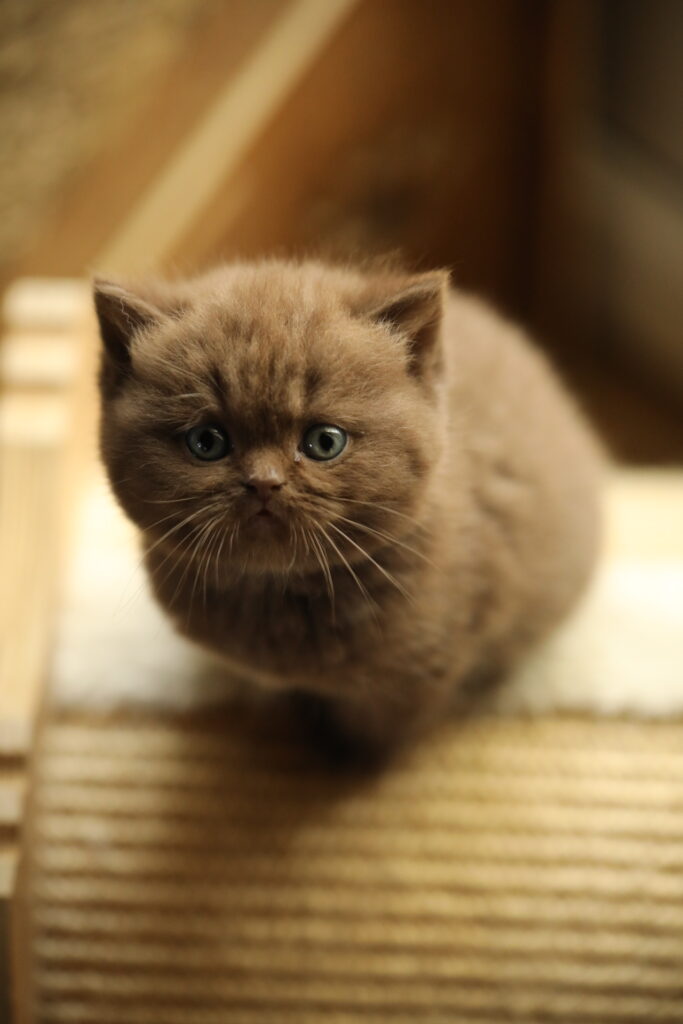 Brienne, British Shorthair chocolat – élevage Sendosan