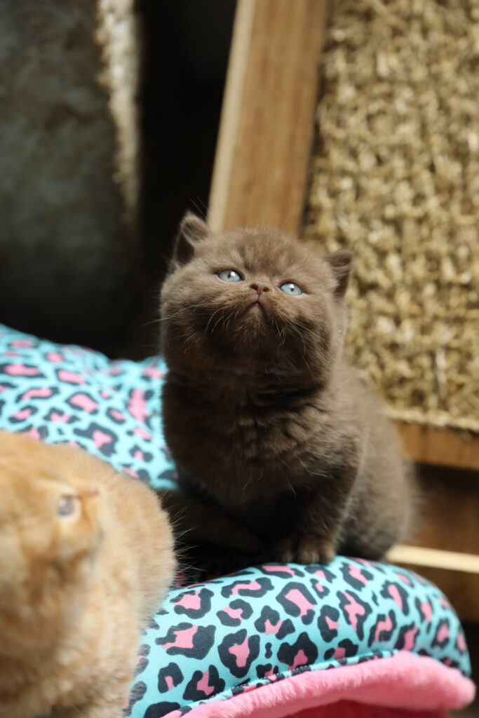 Brienne, British Shorthair chocolat – élevage Sendosan