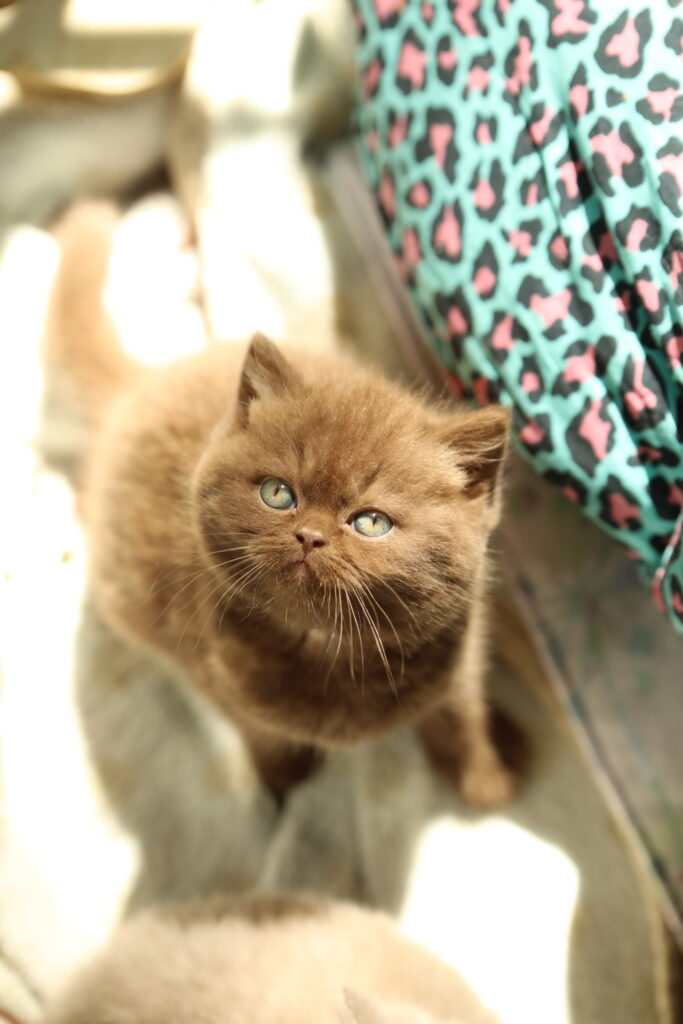 Brienne, British Shorthair chocolat – élevage Sendosan