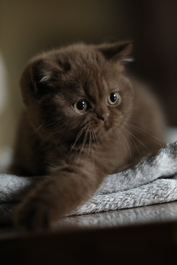 Brienne, British Shorthair chocolat – élevage Sendosan