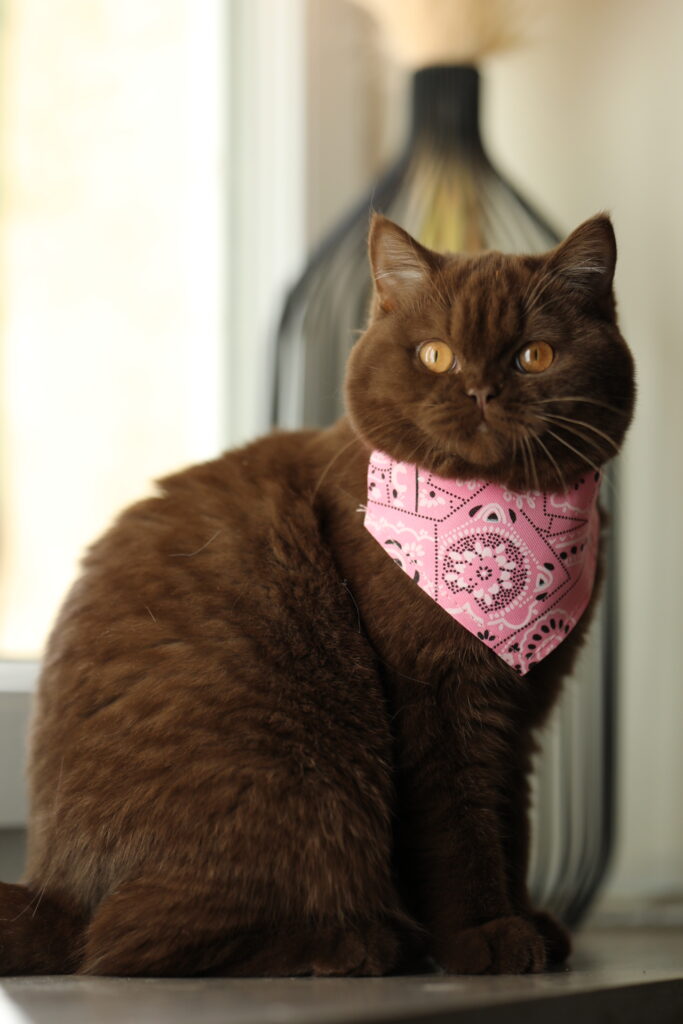 Brienne, British Shorthair chocolat – élevage Sendosan