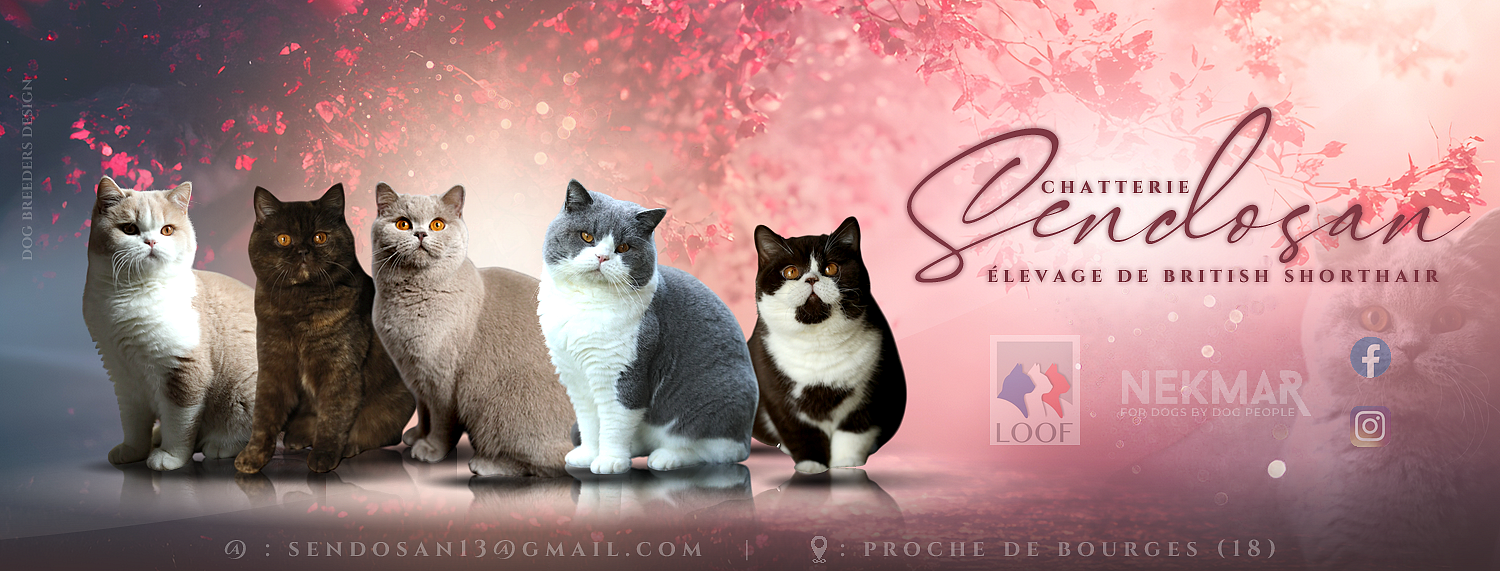 Chatterie Sendosan – Élevage de chats British Shorthair près de Bourges