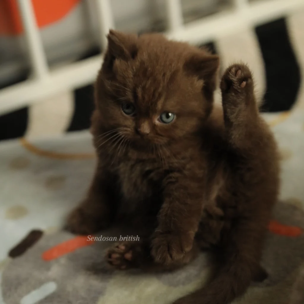 Brienne, British Shorthair chocolat – élevage Sendosan