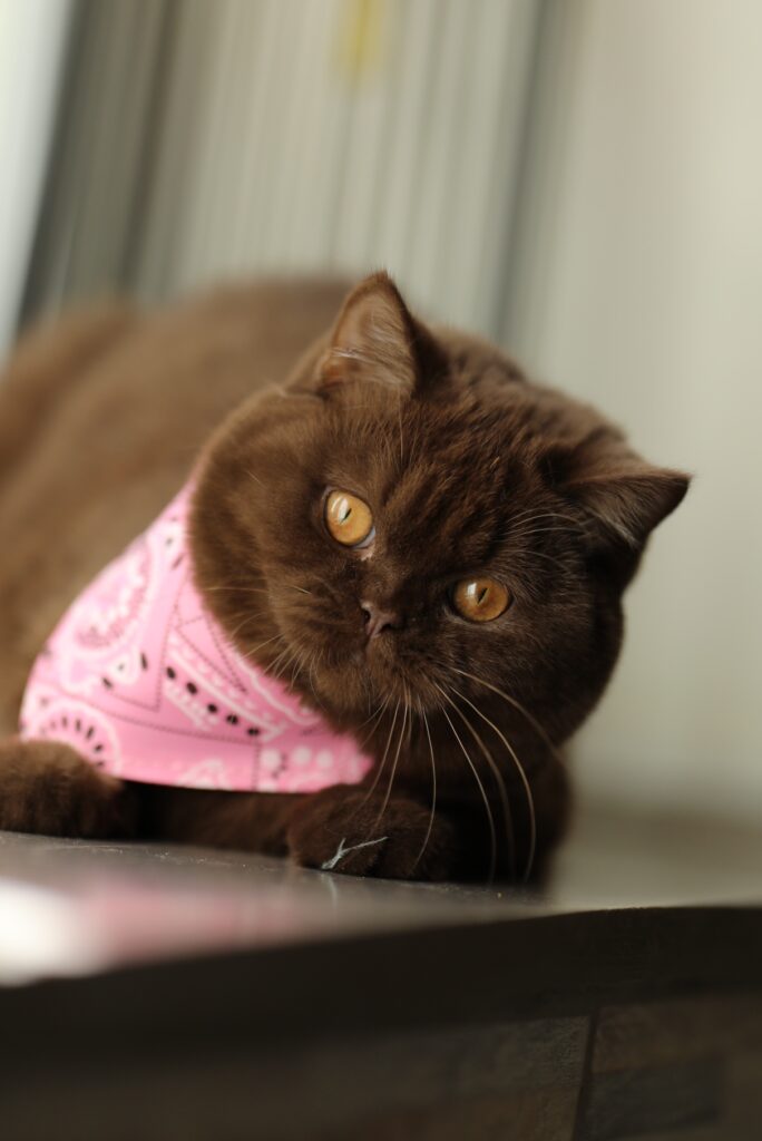 Brienne, British Shorthair chocolat – élevage Sendosan