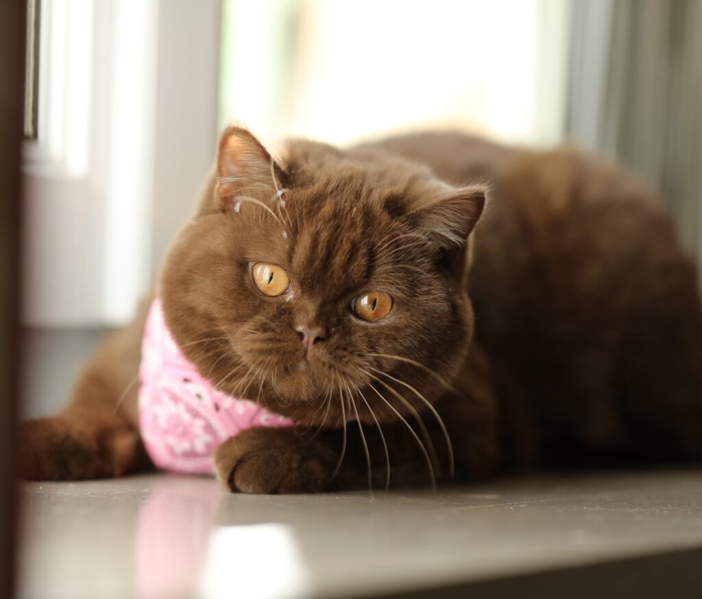 Couleur de robe British Shorthair, élevage Sendosan