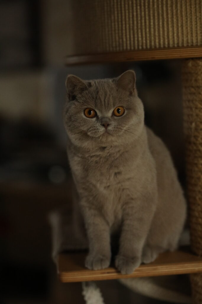 Matcha, British Shorthair lilas – élevage Sendosan