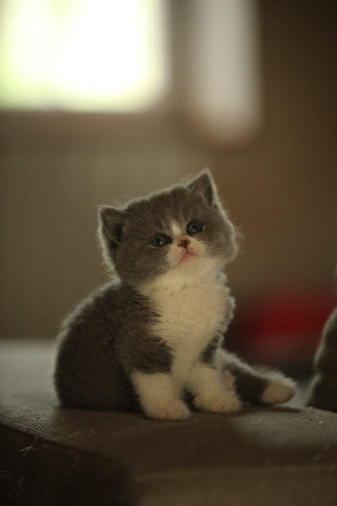 Chaton de l'élevage British Shorthair Sendosan