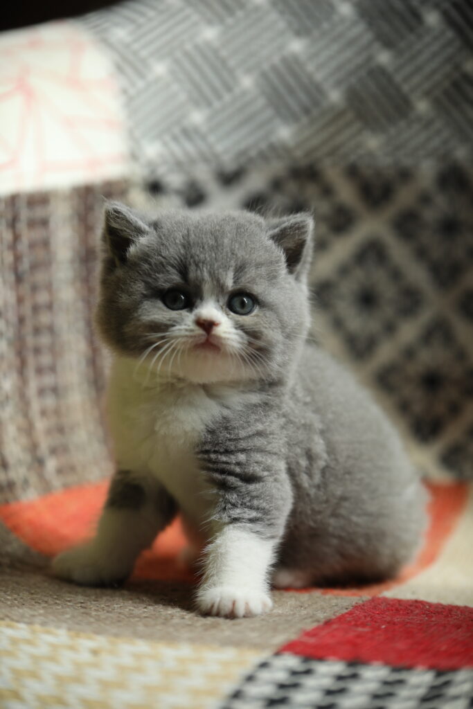 Chaton de l'élevage British Shorthair Sendosan