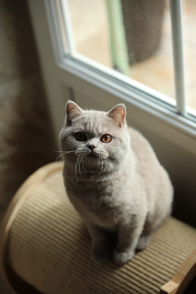 Matcha, British Shorthair lilas – élevage Sendosan