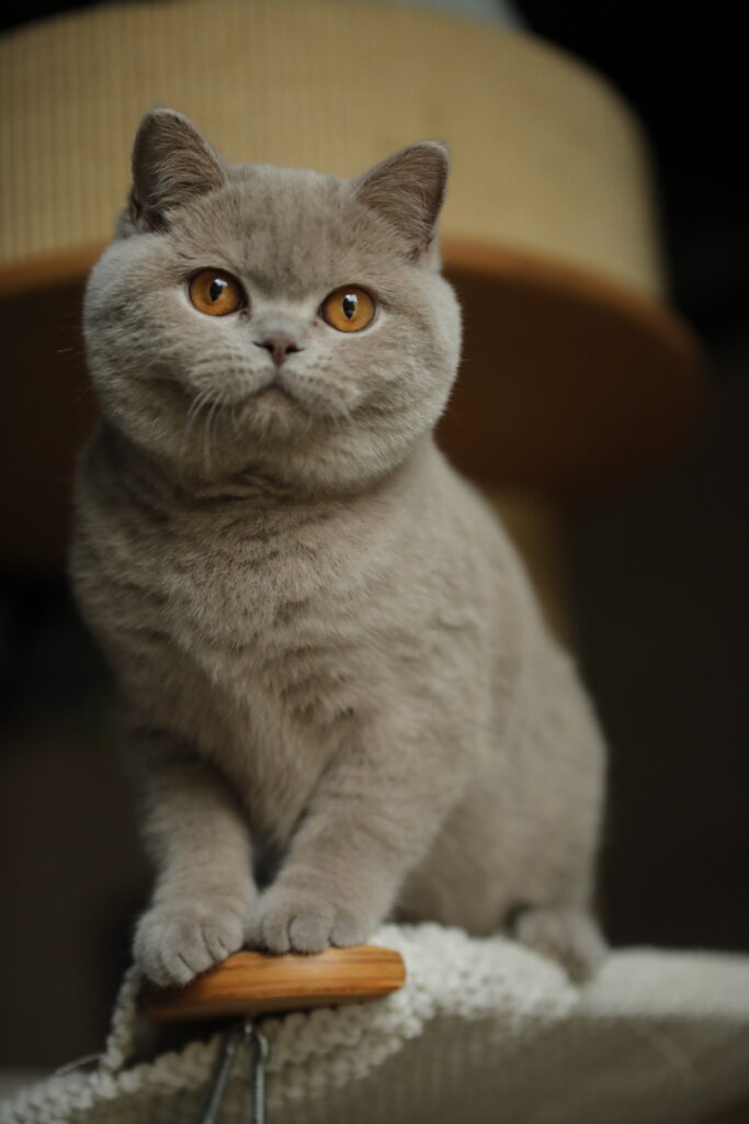 Matcha, British Shorthair lilas – élevage Sendosan