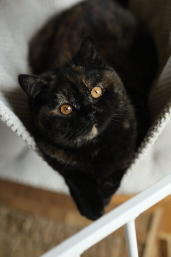 Shikisaï, British Shorthair black tortie – élevage Sendosan