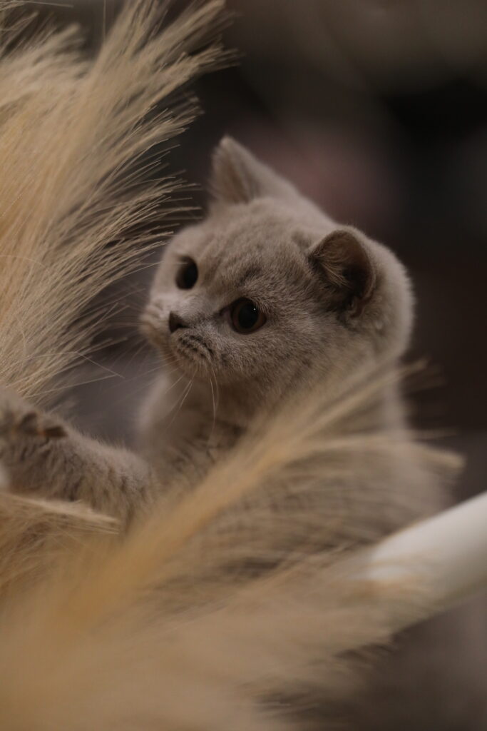 Noel, British Shorthair lilas – élevage Sendosan