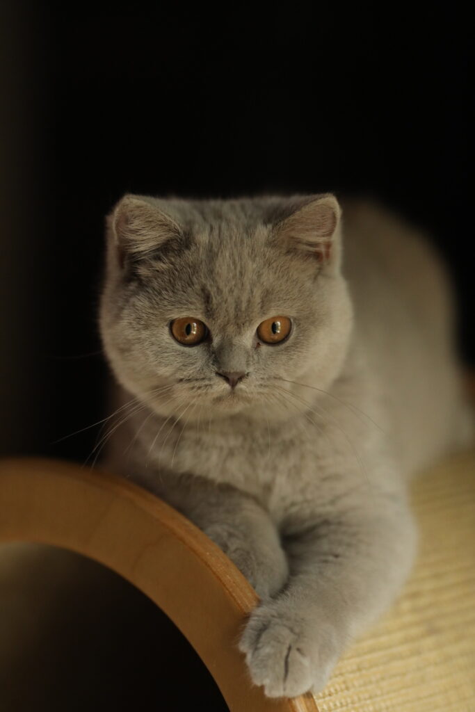 Noel, British Shorthair lilas – élevage Sendosan