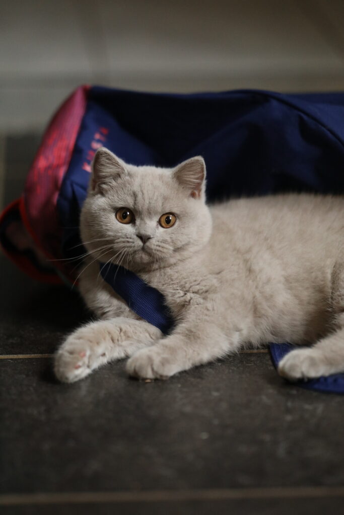 Noel, British Shorthair lilas – élevage Sendosan