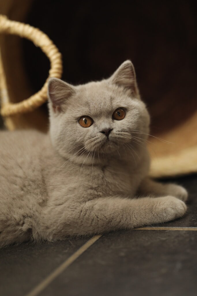 Noel, British Shorthair lilas – élevage Sendosan