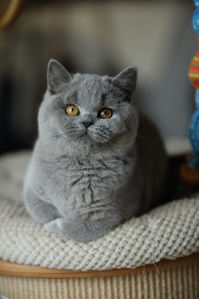Couleur de robe British Shorthair, élevage Sendosan