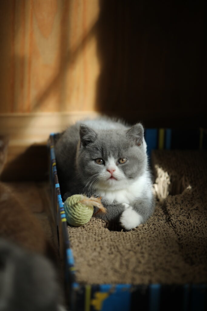 Chaton de l'élevage British Shorthair Sendosan