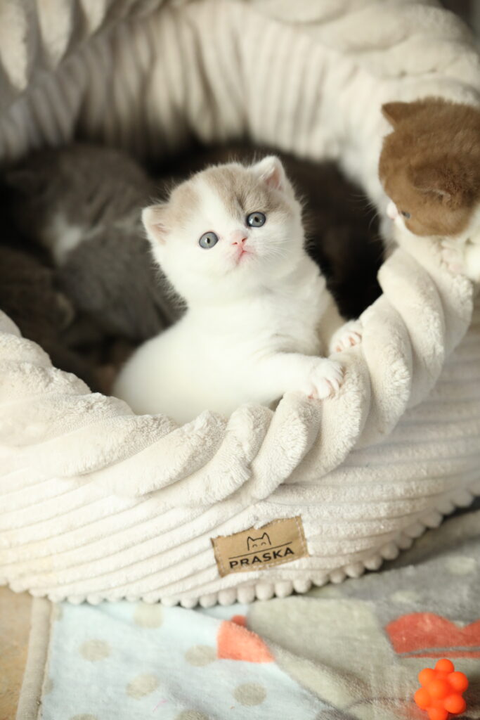 Subarashi, British Shorthair fawn et blanc – élevage Sendosan
