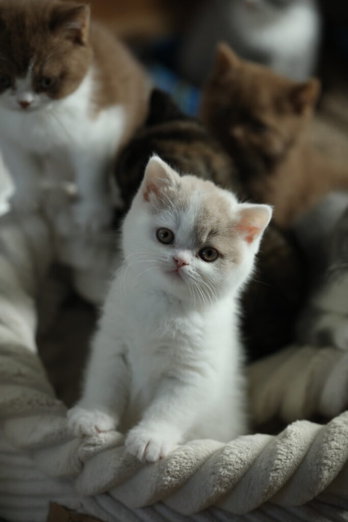 Subarashi, British Shorthair fawn et blanc – élevage Sendosan