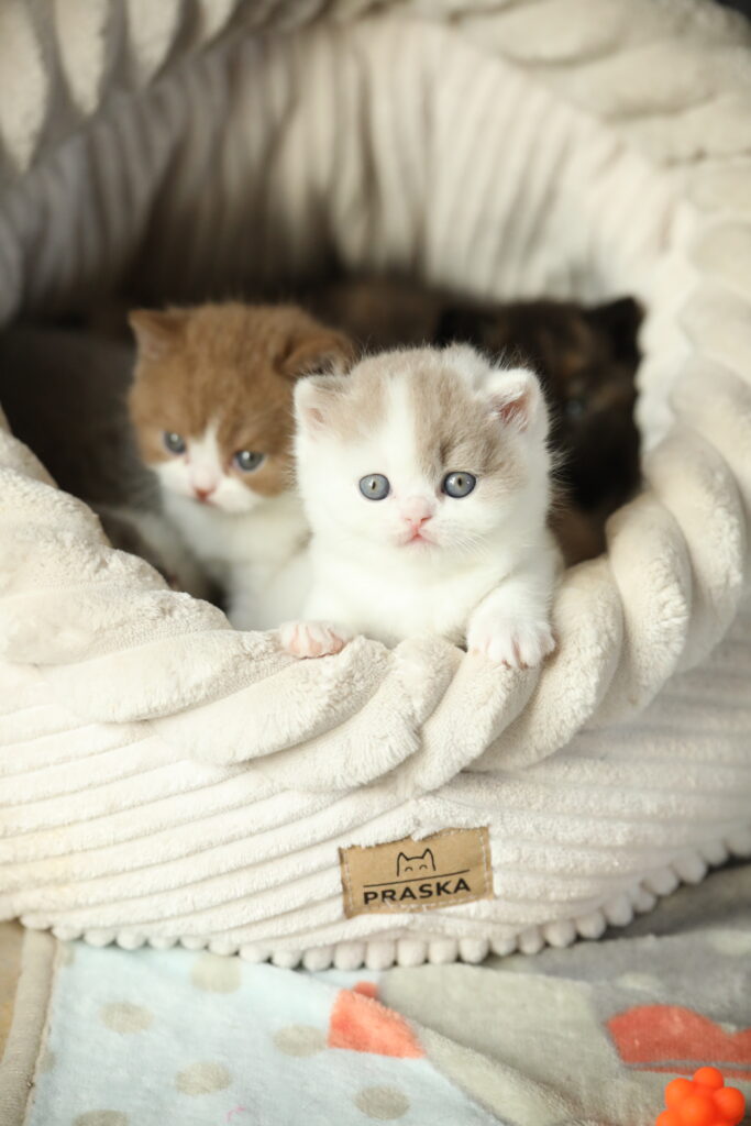 Subarashi, British Shorthair fawn et blanc – élevage Sendosan