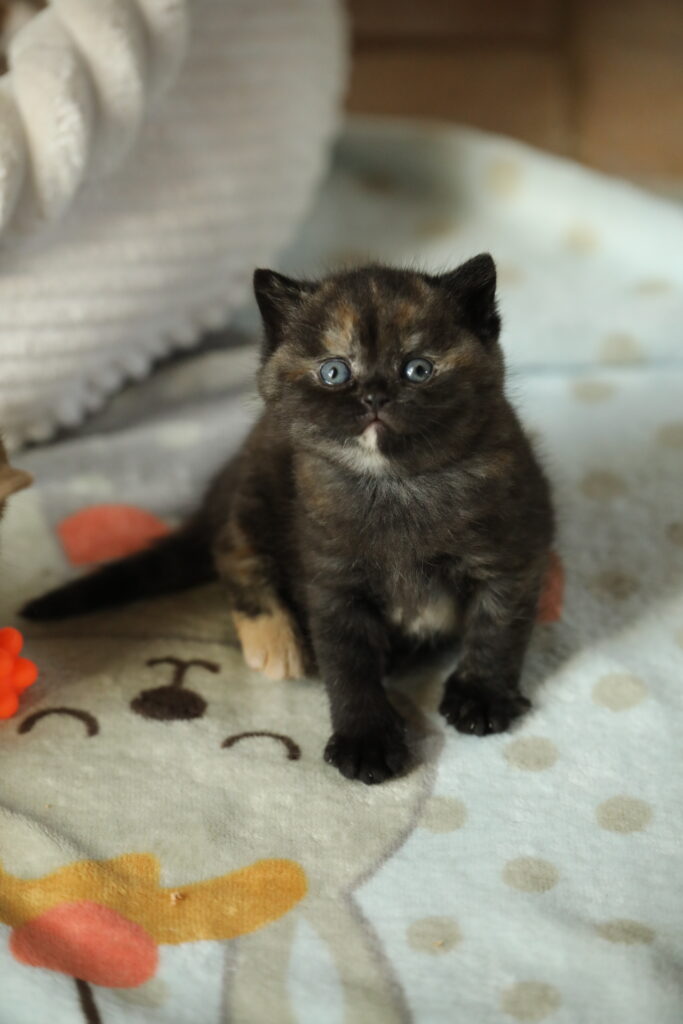 Chaton de l'élevage British Shorthair Sendosan