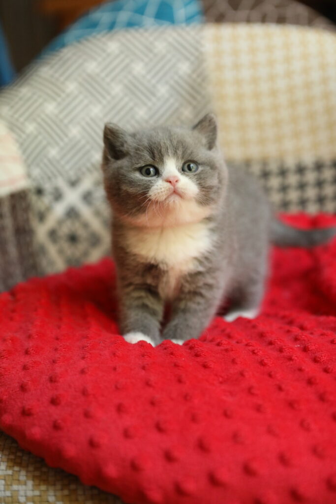 Chaton de l'élevage British Shorthair Sendosan