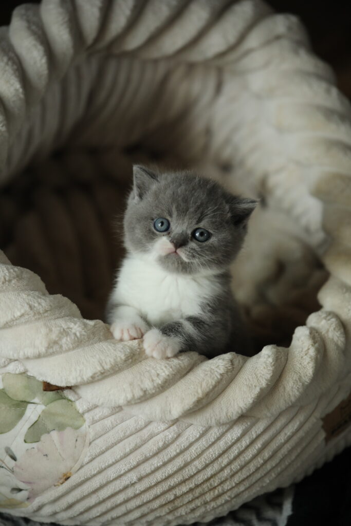 Chaton de l'élevage British Shorthair Sendosan