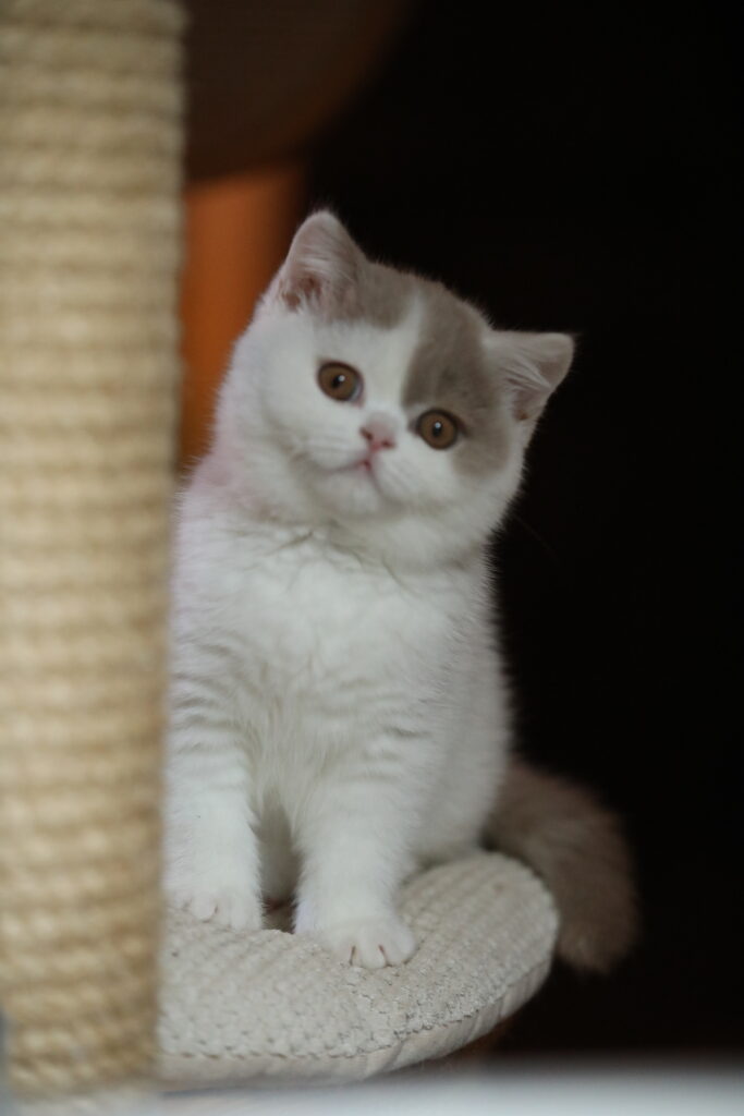 Subarashi, British Shorthair fawn et blanc – élevage Sendosan