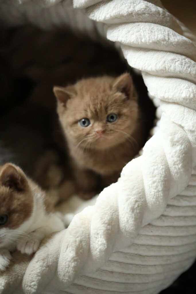 Chaton de l'élevage British Shorthair Sendosan