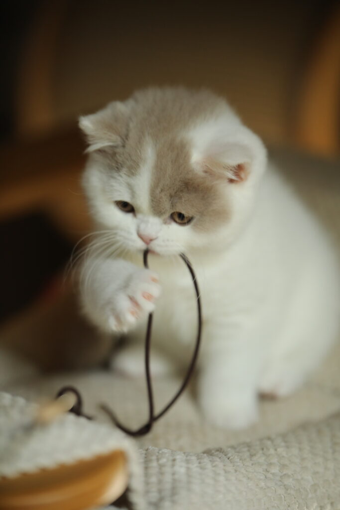 Chaton British Shorthair Sendosan en train de jouer avec une ficelle