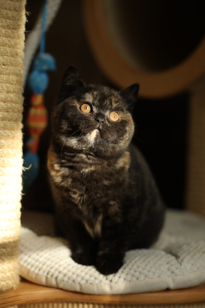 Shikisaï, British Shorthair black tortie – élevage Sendosan