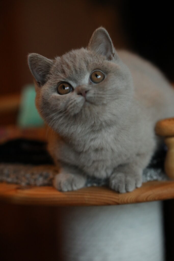 Matcha, British Shorthair lilas – élevage Sendosan