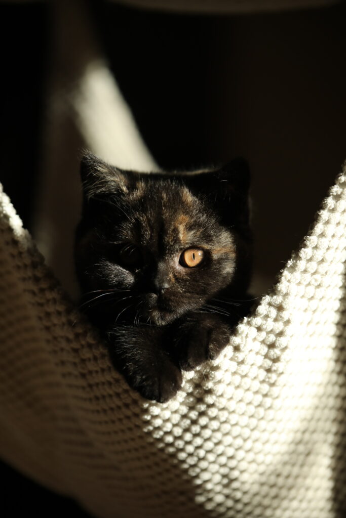 Shikisaï, British Shorthair black tortie – élevage Sendosan