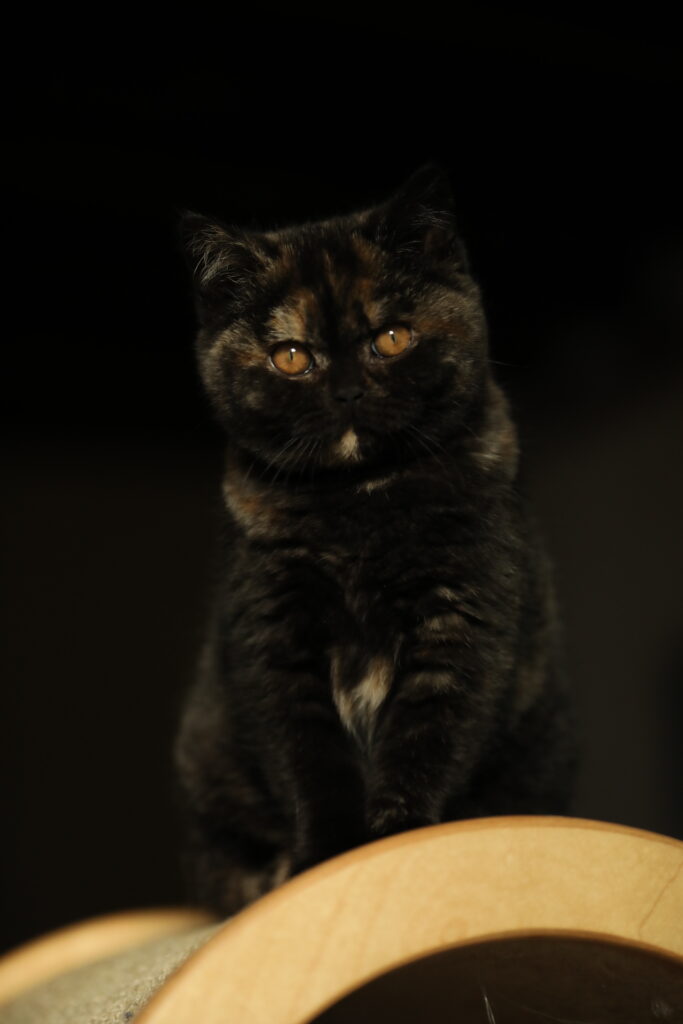 Shikisaï, British Shorthair black tortie – élevage Sendosan