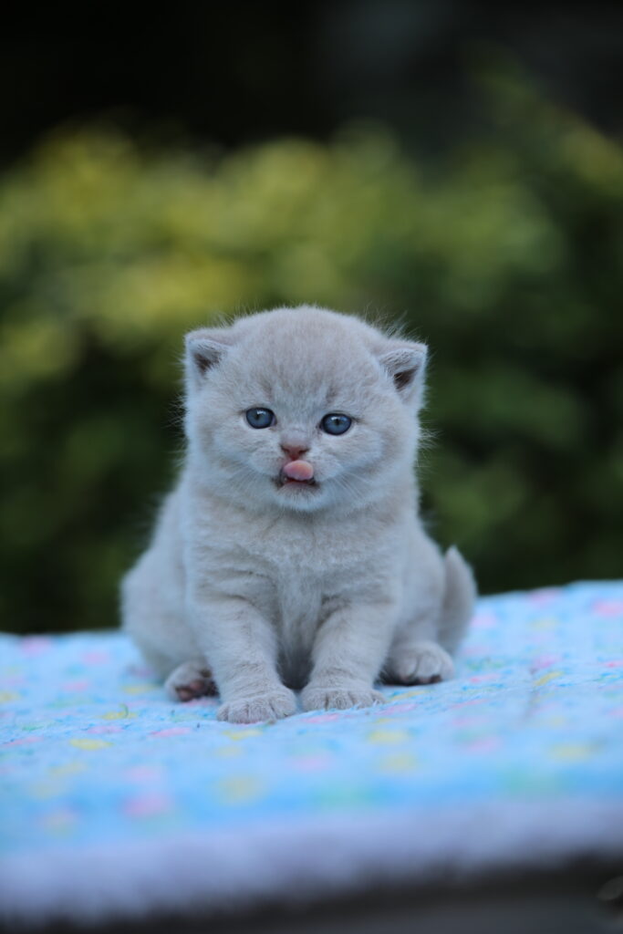 Chaton de l'élevage British Shorthair Sendosan