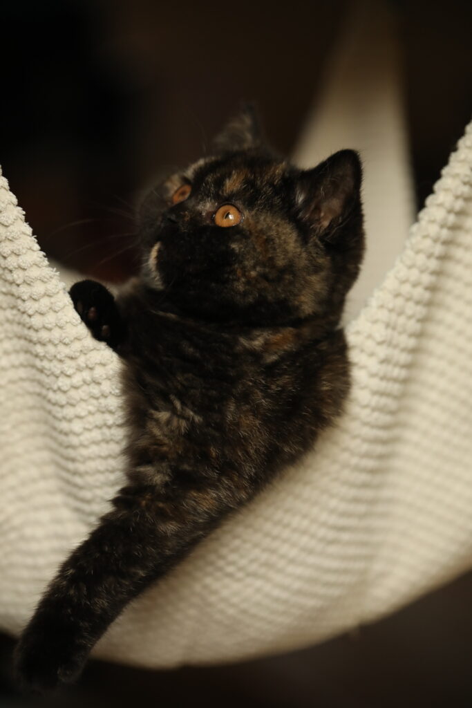 Shikisaï, British Shorthair black tortie – élevage Sendosan