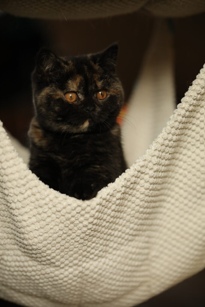 Shikisaï, British Shorthair black tortie – élevage Sendosan