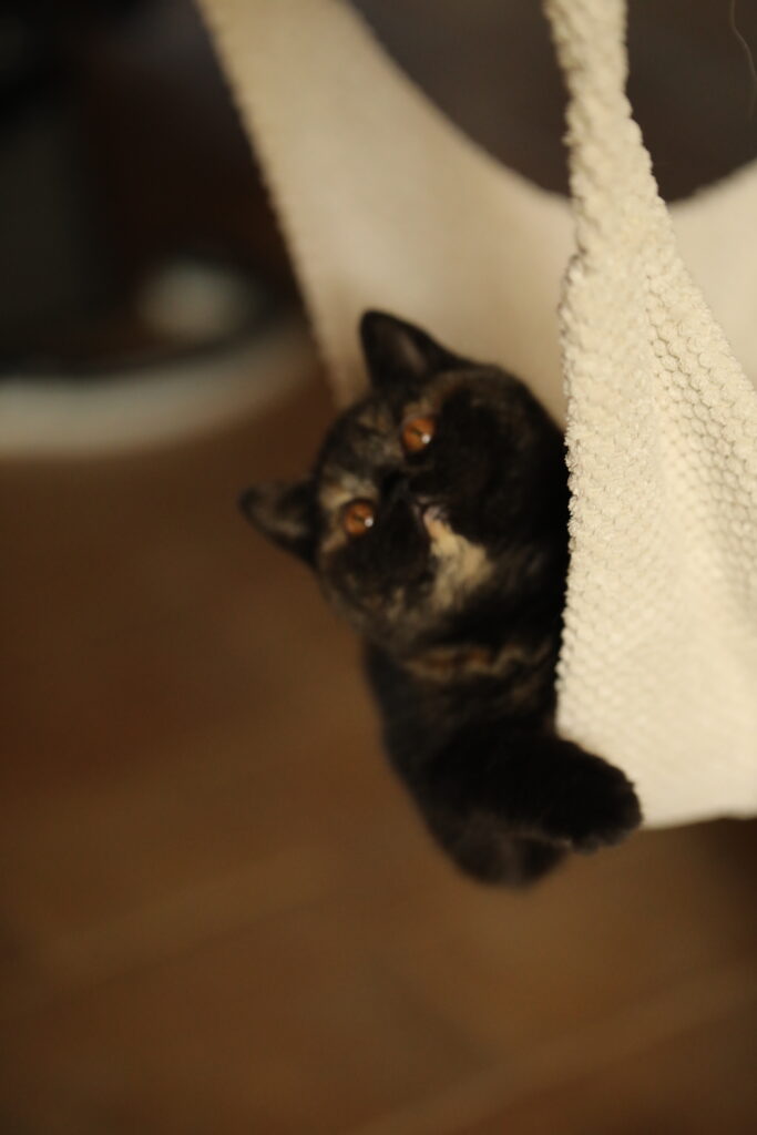 Shikisaï, British Shorthair black tortie – élevage Sendosan