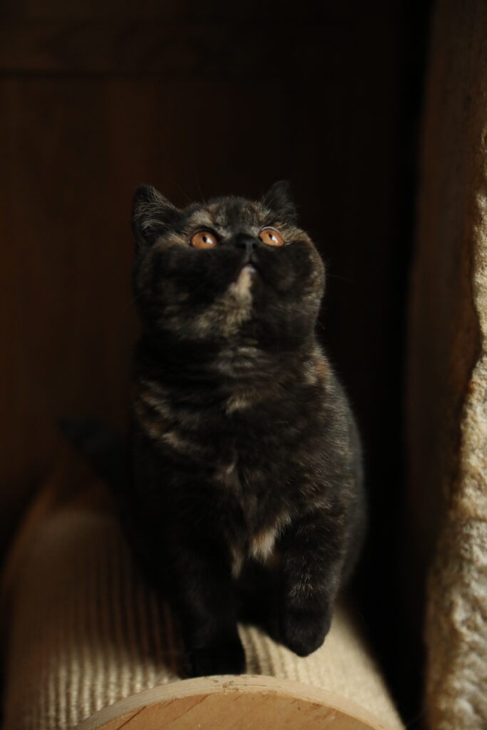 Shikisaï, British Shorthair black tortie – élevage Sendosan