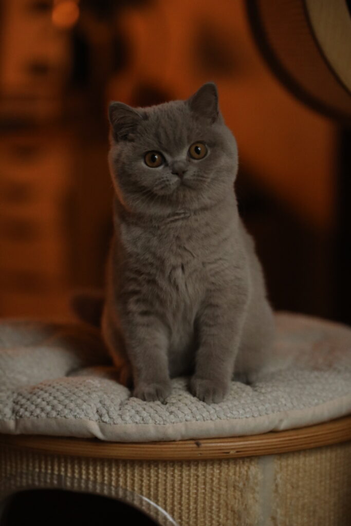 Matcha, British Shorthair lilas – élevage Sendosan