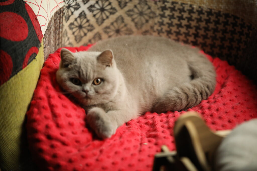 Matcha, British Shorthair lilas – élevage Sendosan