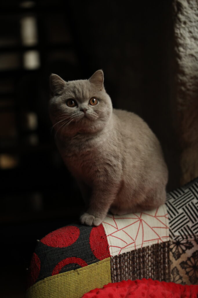 Matcha, British Shorthair lilas – élevage Sendosan