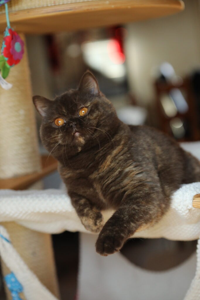 Honey, British Shorthair choco tortie – élevage Sendosan